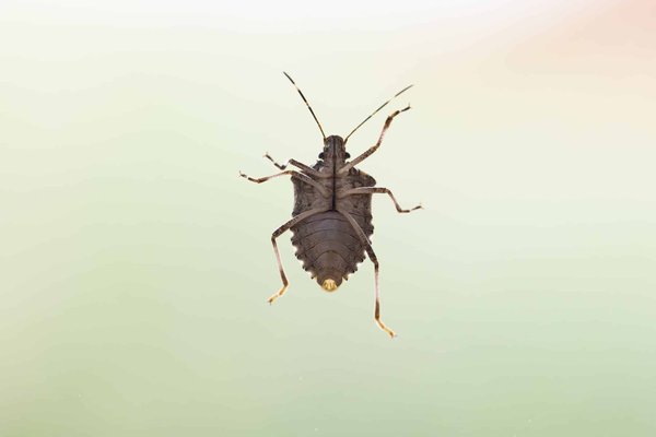 Lutte contre les punaises : comment comprendre et éliminer efficacement les punaises de lit ?